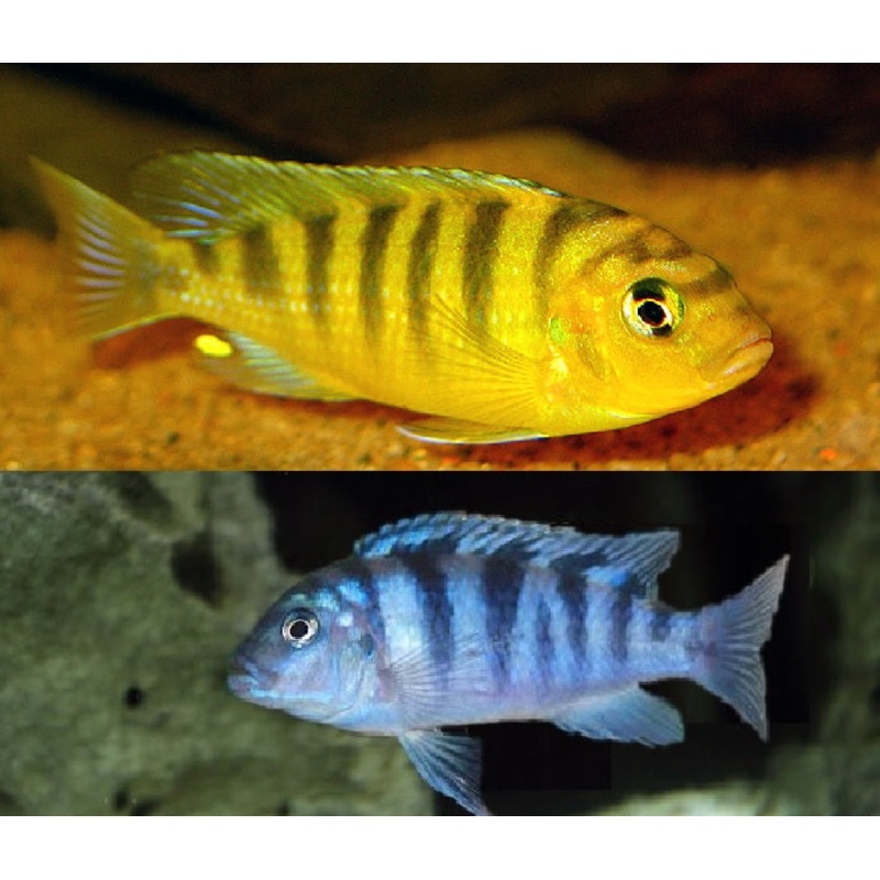 Kenyi Cichlid "Maylandia lombardoi"