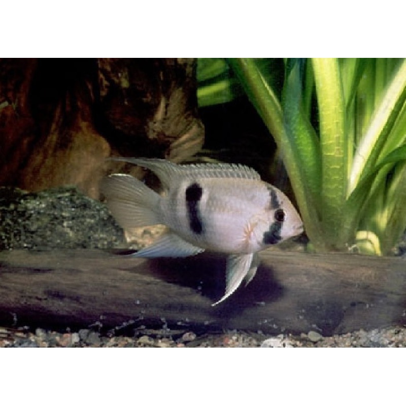 Keyhole Cichlid "Cleithracara maronii"