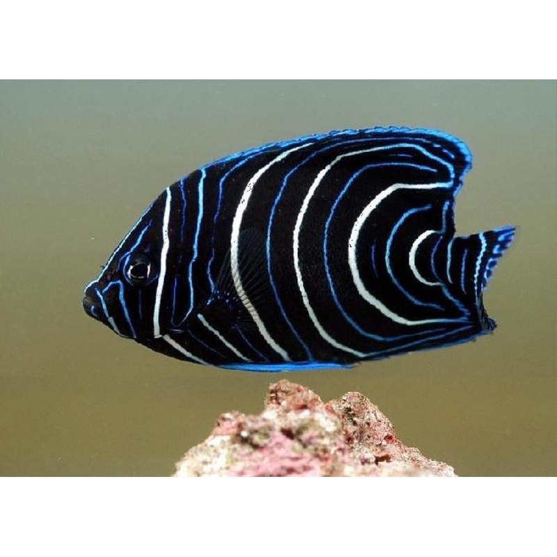 Koran Angelfish "Pomacanthus semicirculatus"- Juvenile