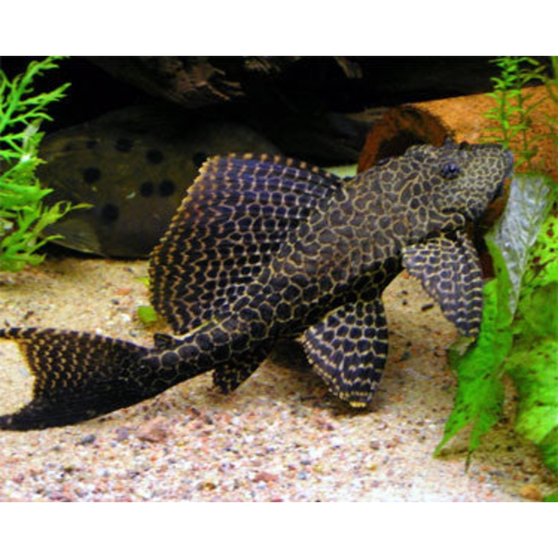 L083 - Sail Fin Pleco - "Pterygoplichthys gibbiceps"