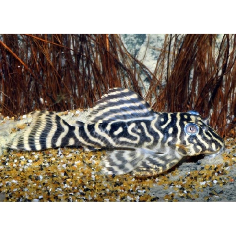 L129 - Colombian Zebra Pleco "Hypancistrus debilittera"