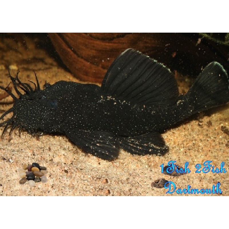 L183 - Starlight Bristlenose Pleco "Ancistrus dolichopterus"