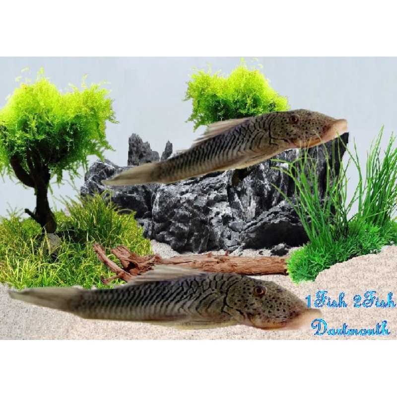 L187b - Rubbernose Pleco "Chaetostoma formosae"