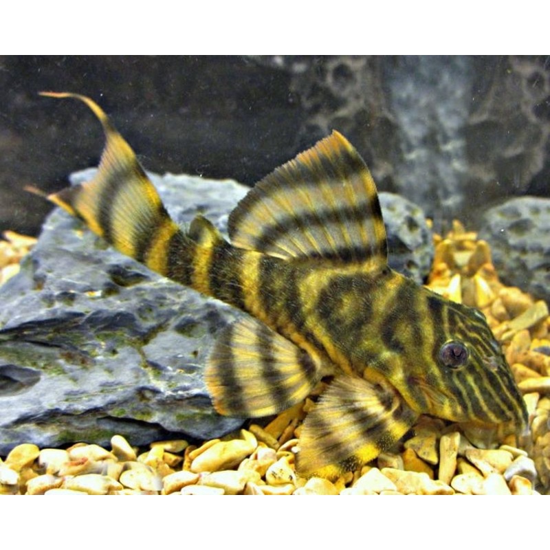 L398 Tankei Pleco