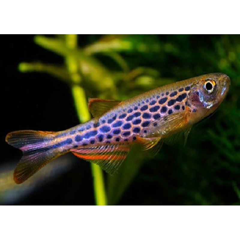 Leopard Danio "Danio frankei"