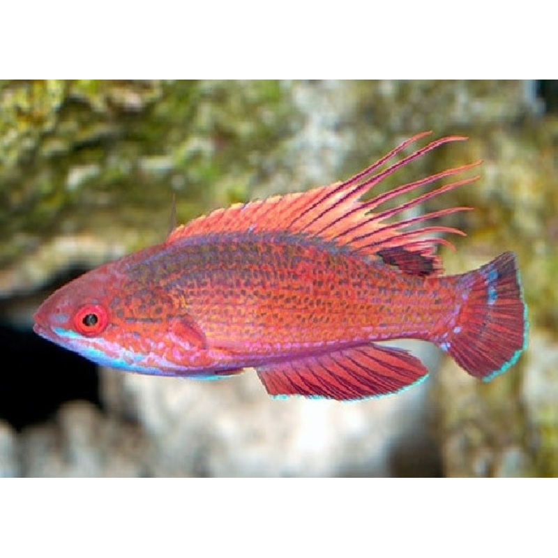 Linespot Flasher Wrasse "Paracheilinus lineopunctatus"