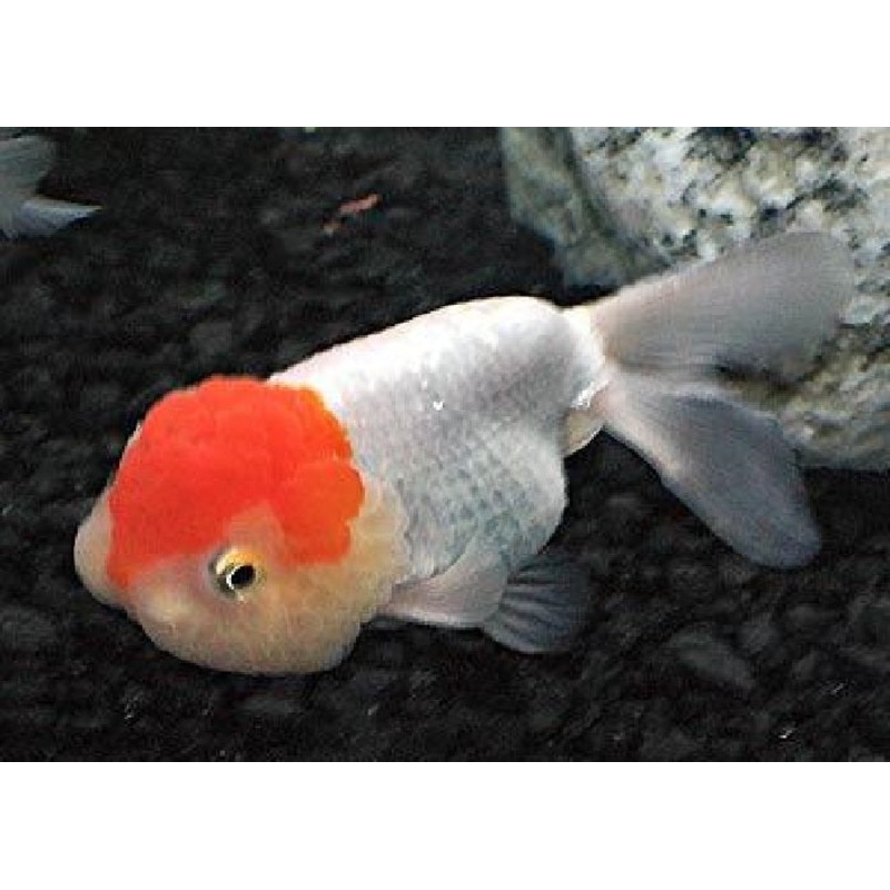 Lionhead Goldfish "Carassius  auratus" - Assorted - 2"