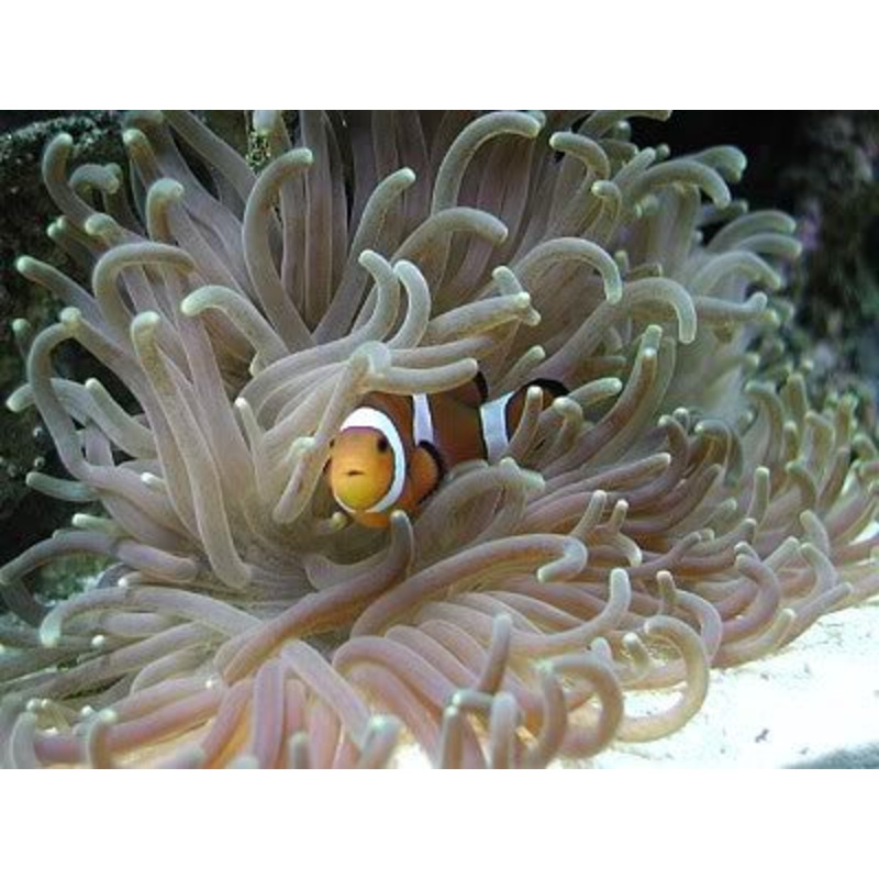 Long Tentacle Anemone "Heteractis malu" "Macrodactyla doreensis"