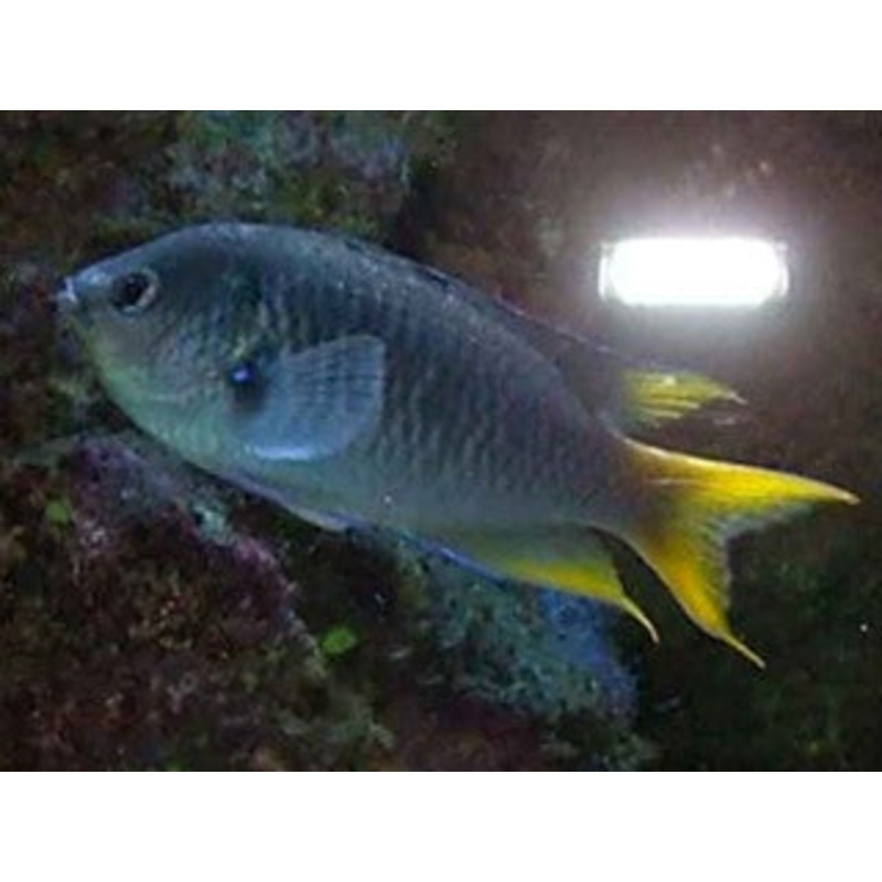 Lyretail Chromis "Chromis multilineatus"
