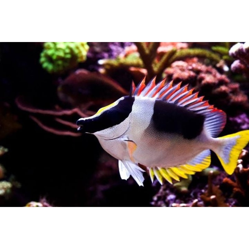 Magnificent Foxface ''Siganus magnificus''- Med