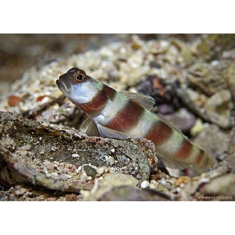 Magnus Goby "Amblyeleotris sungami"