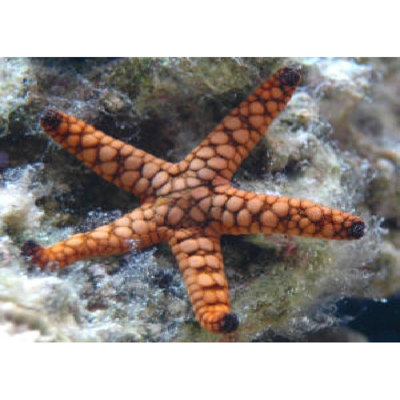 Marble Reef Starfish "Fromia sp."