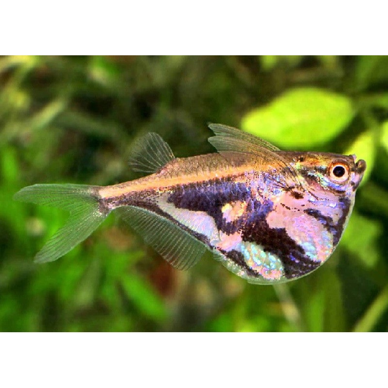 Marbled Hatchetfish "Carnegiella strigata"
