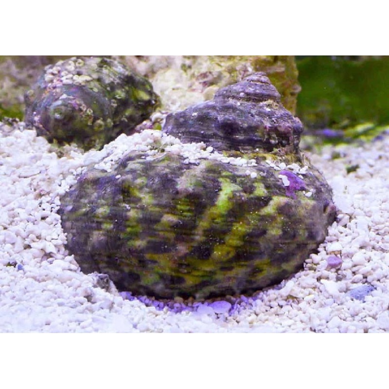 Mexican Turbo Snail "Turbo fluctuosa"