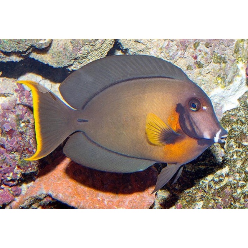 Mimic Tang  "Acanthurus pyroferus"