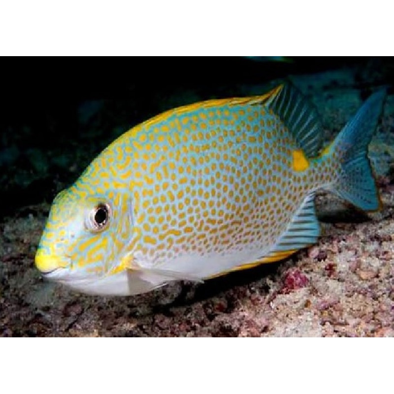 Orange Spotted Rabbitfish "Siganus guttatus"