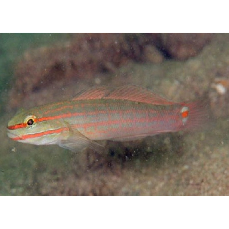 Orange Striped Goby "Amblygobius decussatus"