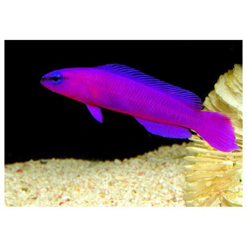 Orchid Dottyback "Pseudochromis fridmani"