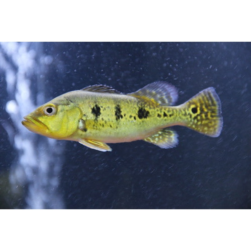 Orino Peacock Bass