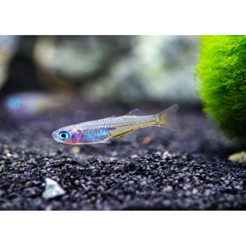 Pacific Blue-eye "Pseudomugil signifer"