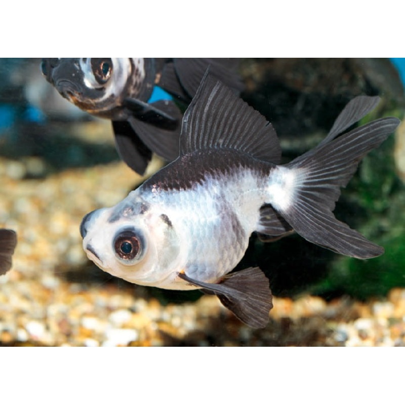 Panda Moor Goldfish "Carassius  auratus"- 1.5"