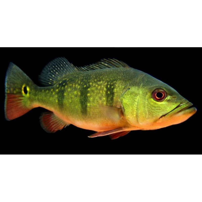 Peacock Bass Ocellaris "Cichla ocellaris"