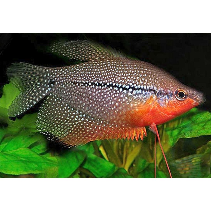 Pearl Gourami - "Trichogaster leeri"