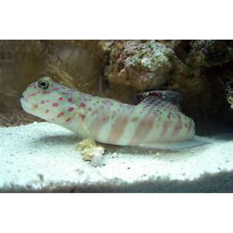 Pink and Blue Spot Goby
