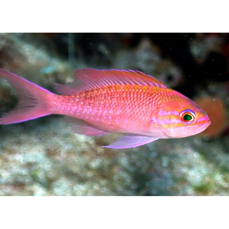 Pink Lyretail Anthias ''Pseudanthias squamipinnis''- Male