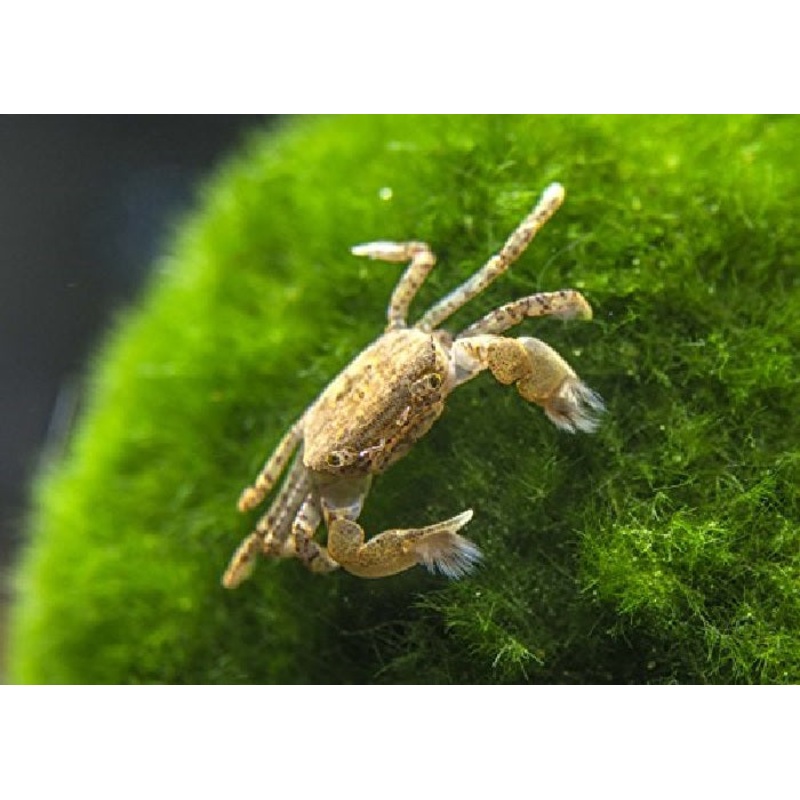 Pom Pom Crabs "Lybia sp."