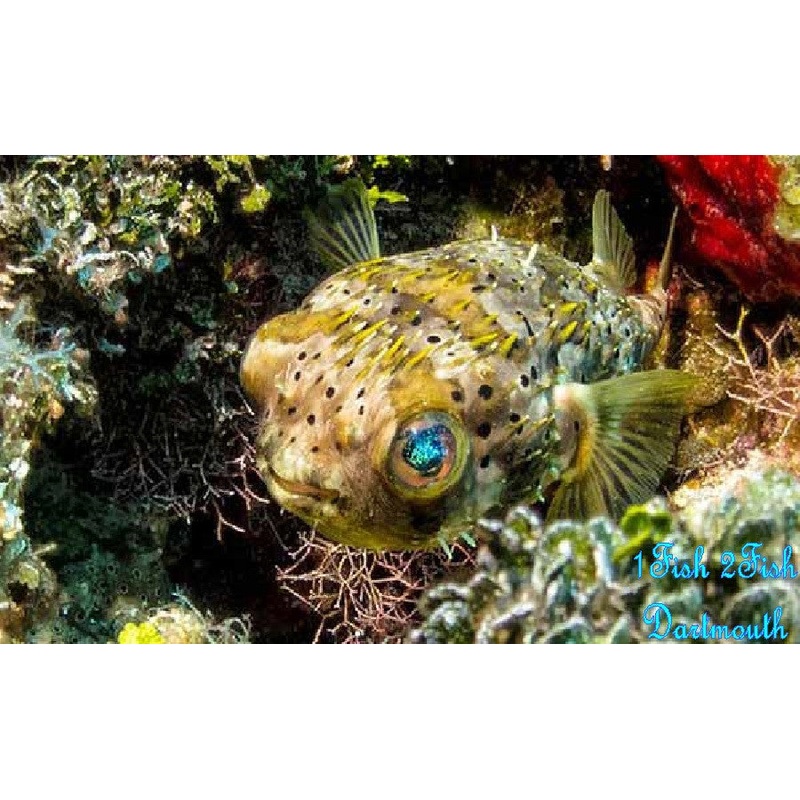 Porcupine Pufferfish "Diodon Holochanthus"