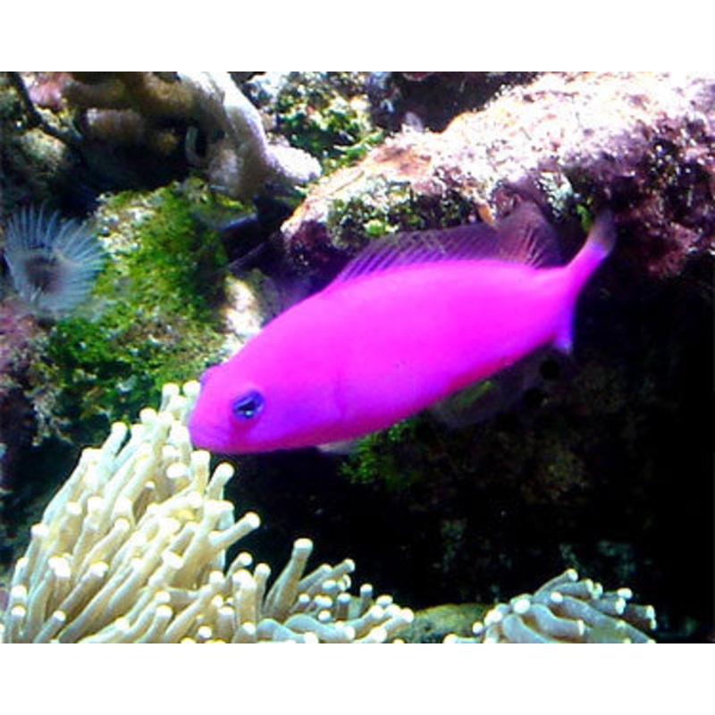 Purple Dottyback "Pseudochromis porphyreus"