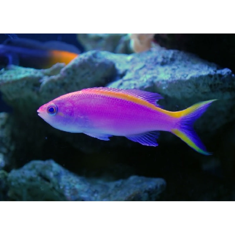 Purple Queen Anthias "Pseudanthias tuka"