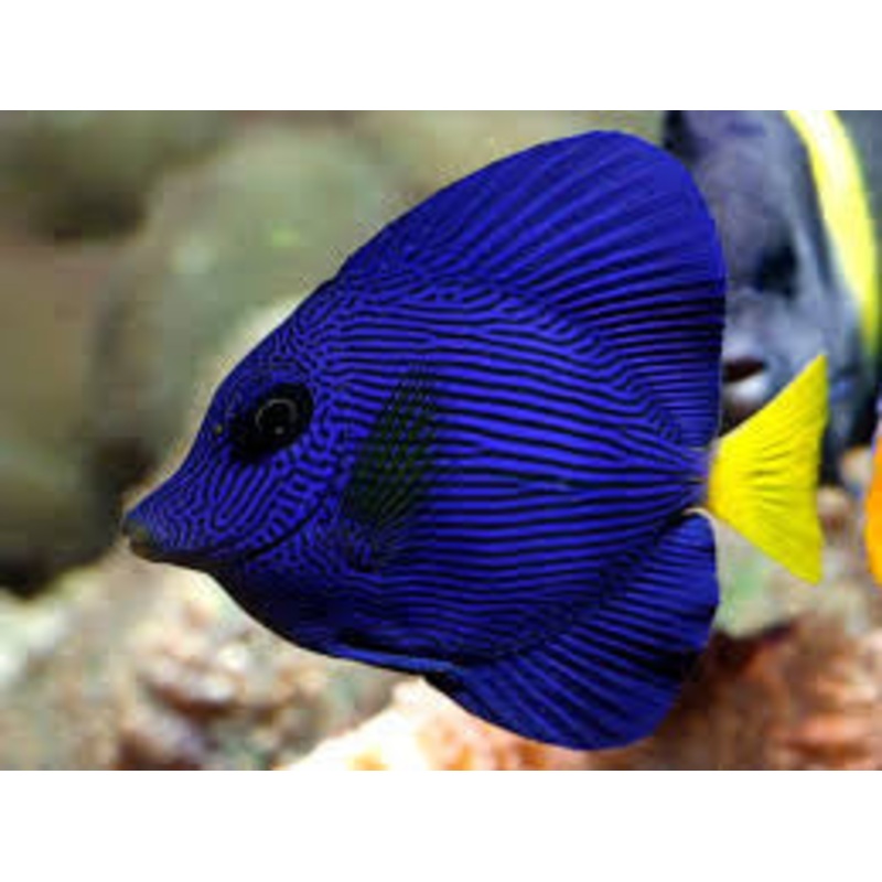 Purple Tang - "Zebrasoma xanthurum"