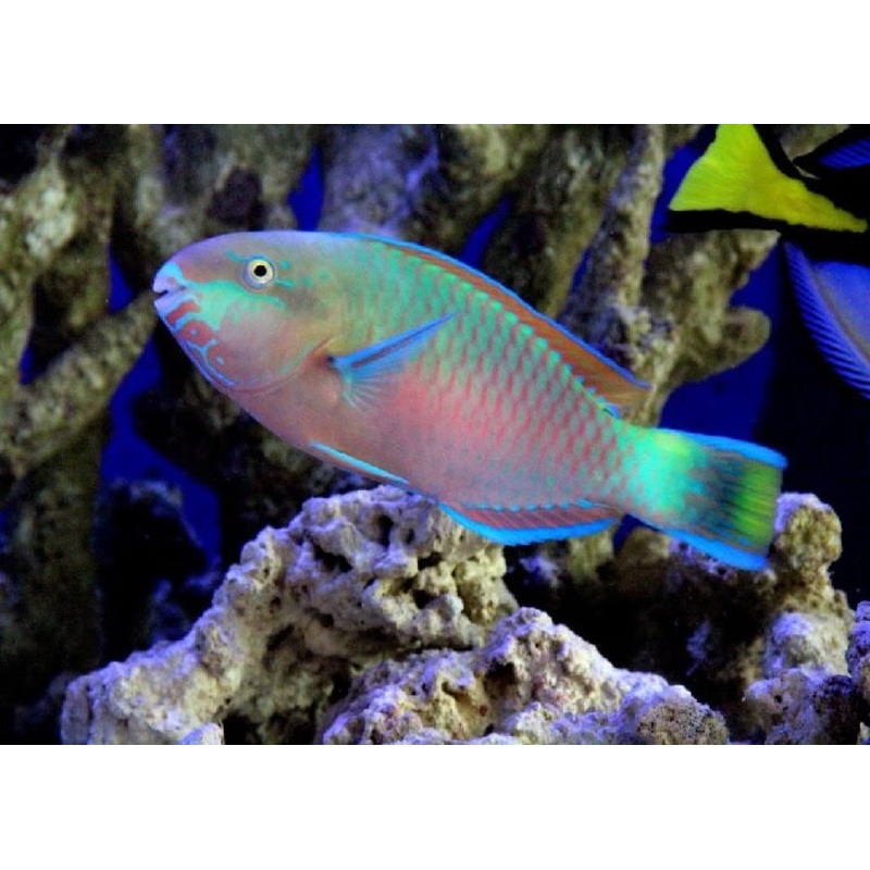 Quoyi Parrotfish "Scarus quoyi"