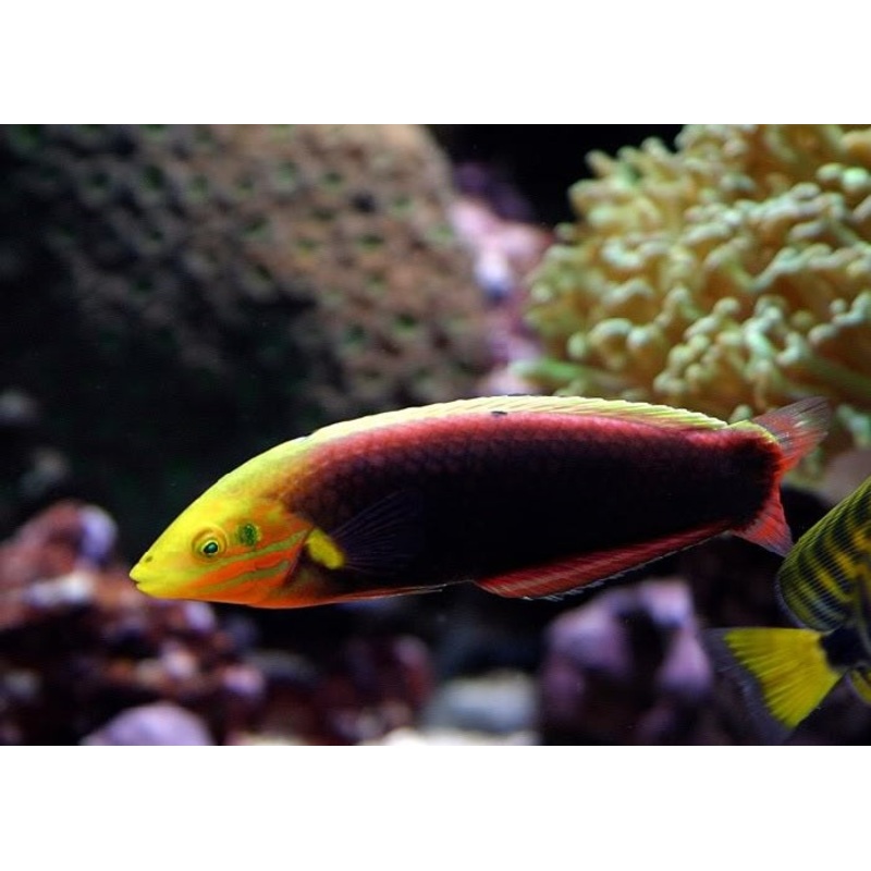 Radiant Wrasse "Halichoeres iridis"