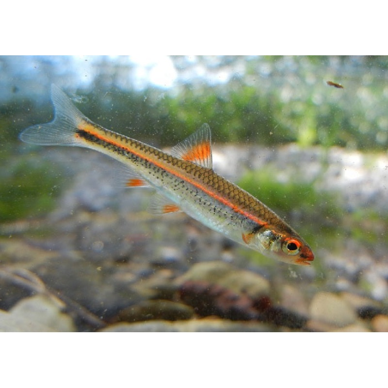 Rainbow Shiner "Notropis chrosomus"