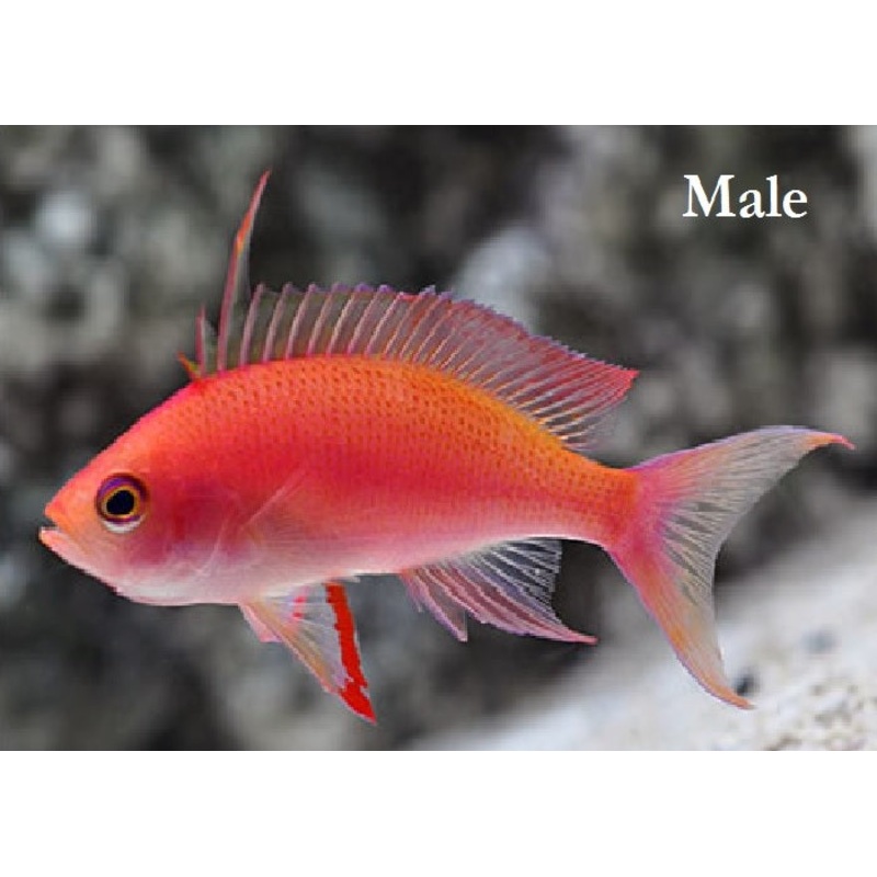 Randall's Anthias "Pseudanthias randalli"
