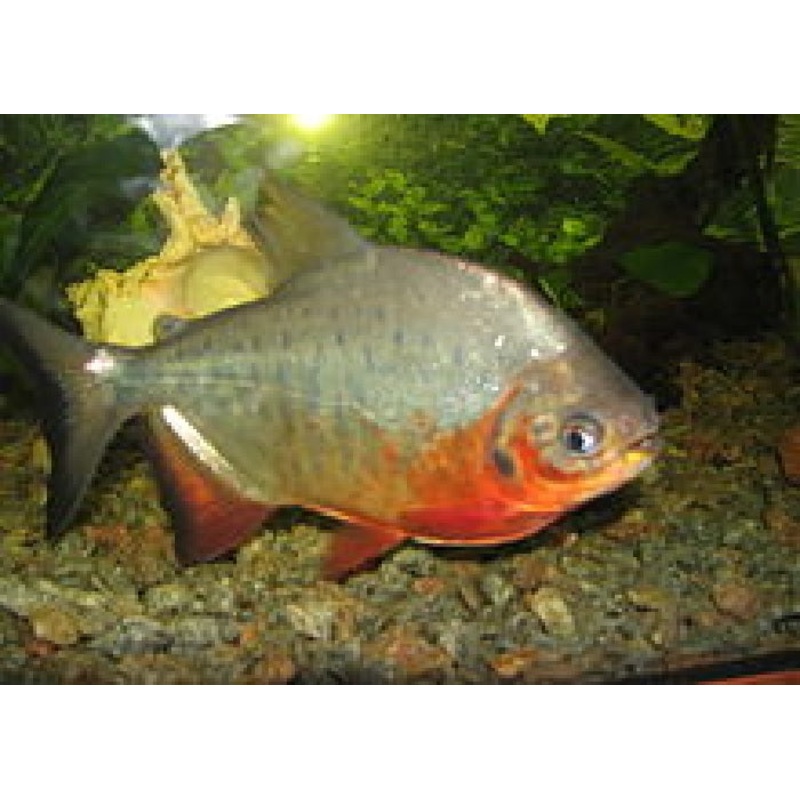 Red Bellied Pacu "Piaractus brachypomus"
