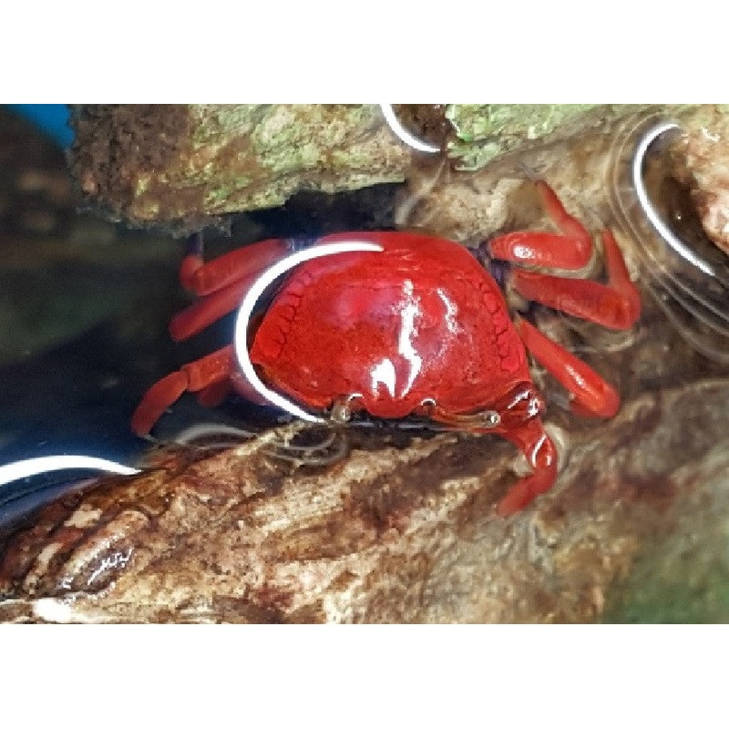 Red Crab - "Sesarma mederi"
