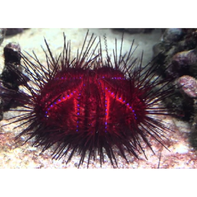 Red-radiating Sea Urchin "Astropyga radiata"
