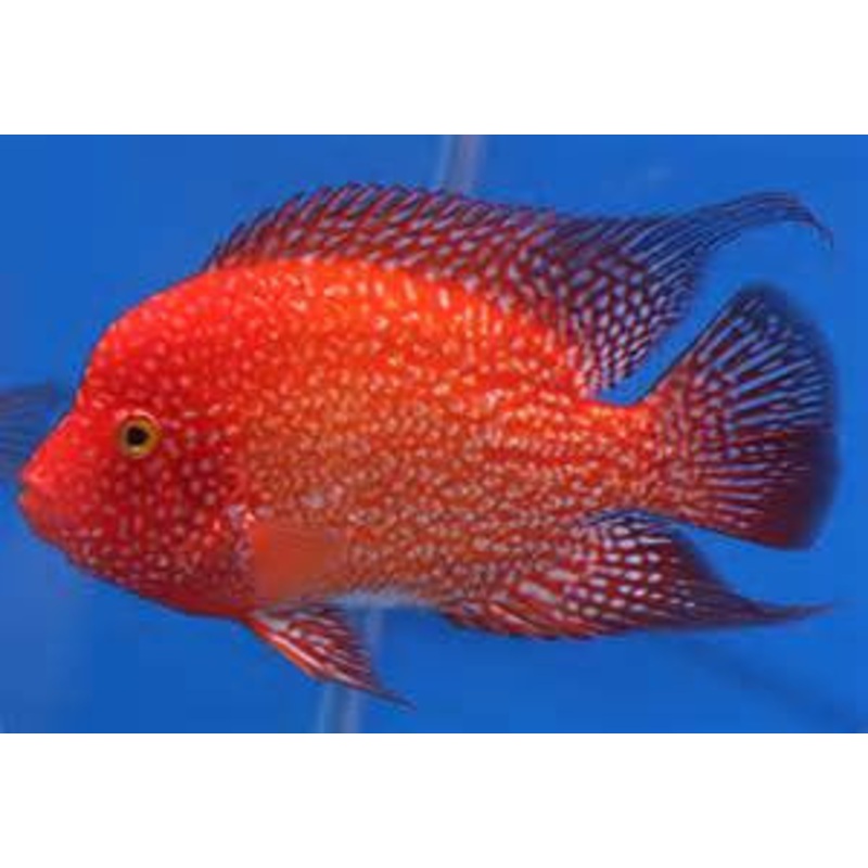 Red Texas Cichlid "Herichthys carpinte"