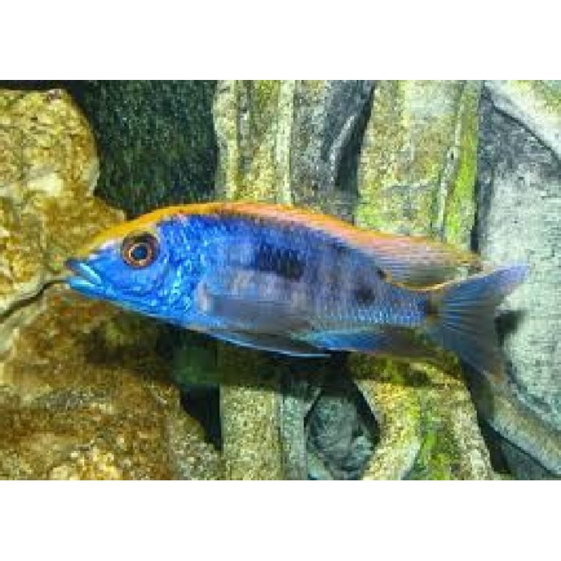 Red Top Malawi Cichlid "Otopharynx lithobates"