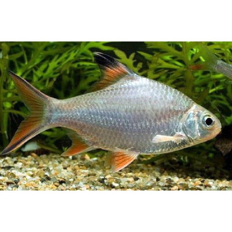 Redtail Tinfoil Barb "Barbodes schwanenfeldii" - Small