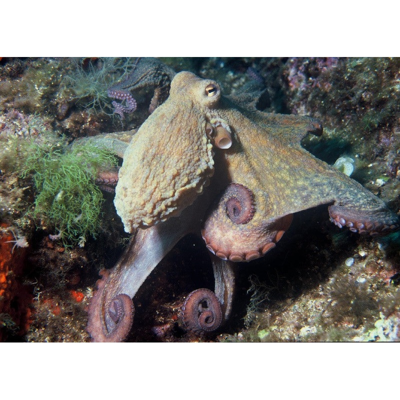 Reef Octopus "Octopus sp."