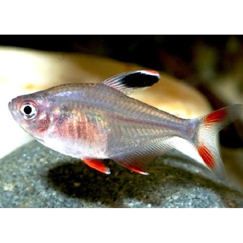 Rosy Tetra "Hyphessobrycon rosaceus"