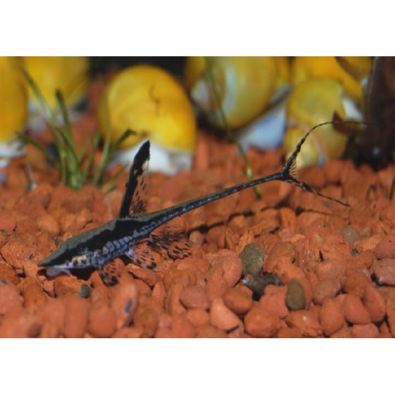 Royal Farlowella Catfish "Sturisoma panamense"