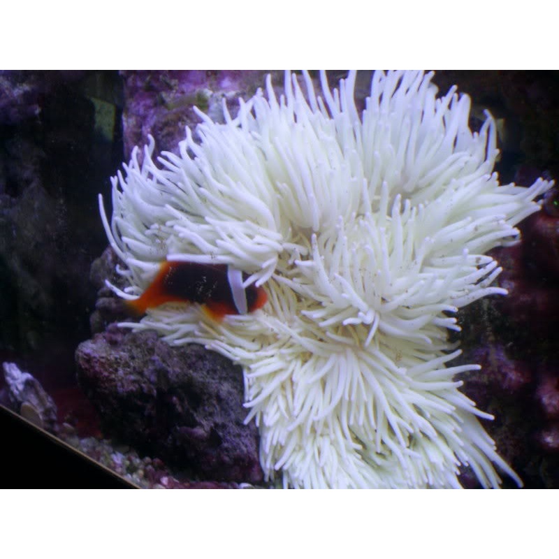 Sabae Anemone "Heteractis crispa"