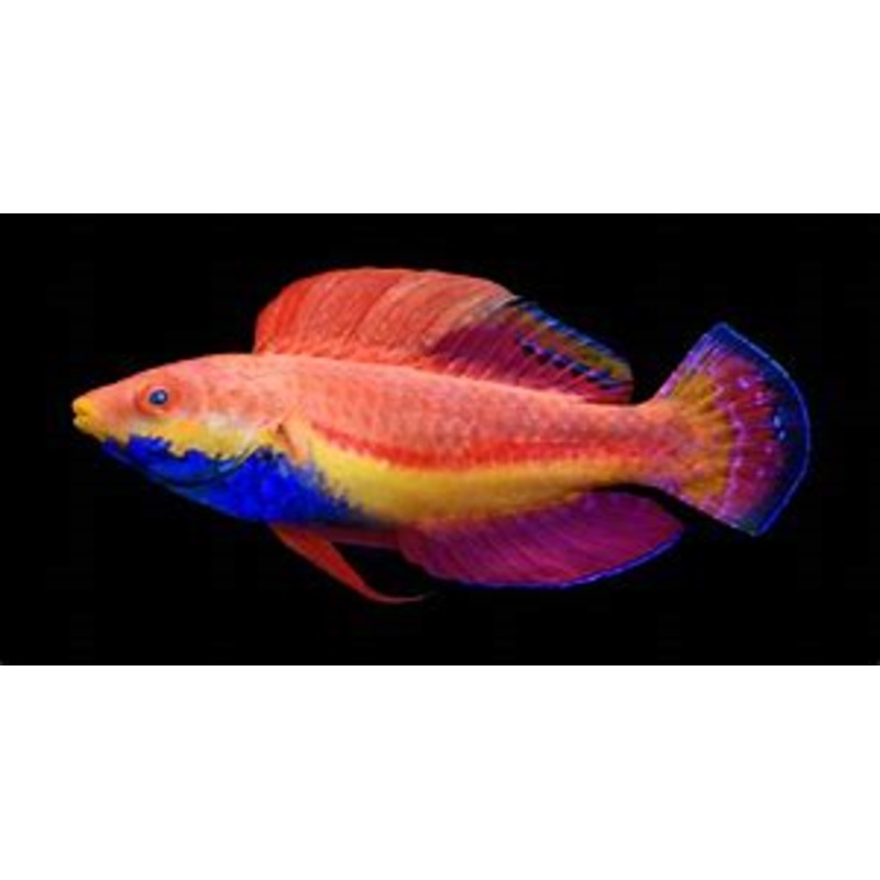 Sailfin Fairy Wrasse