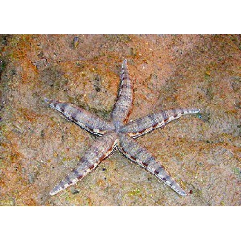 Sand Sifting Starfish "Archaster typicus"